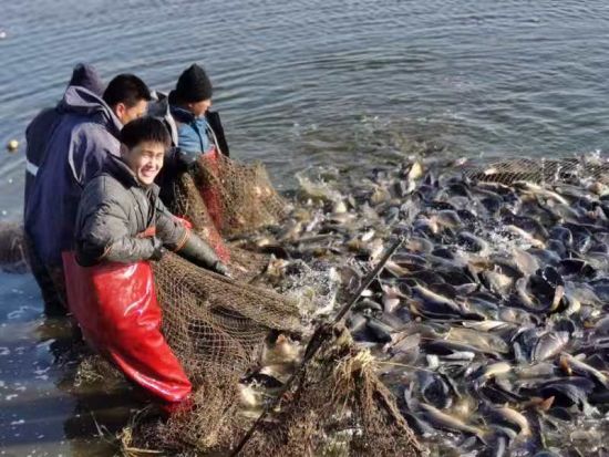 金秋捕鱼忙 沈阳辽中区淡水鱼喜丰收凤凰网辽宁_凤凰网