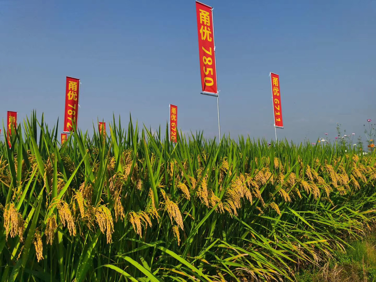 其中提及了我市马荣荣团队育成的甬优12超级稻品种于2012年在鄞州区