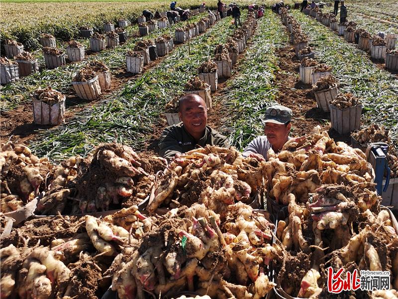 日前，在小江合作社生姜收获现场，工人将生姜搬入车中。河北日报记者 师源摄