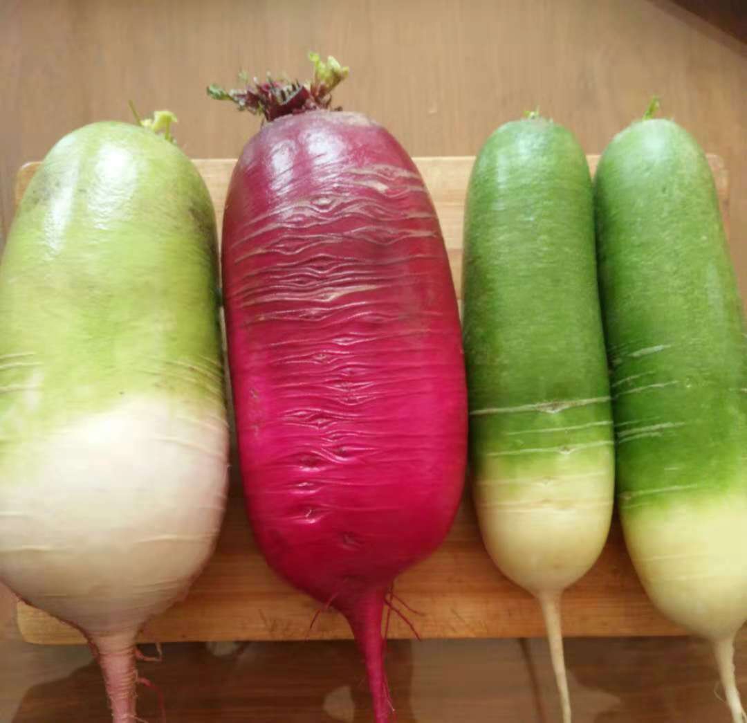 好萝卜自己会吆喝平度锐阳水果萝卜期待出嫁