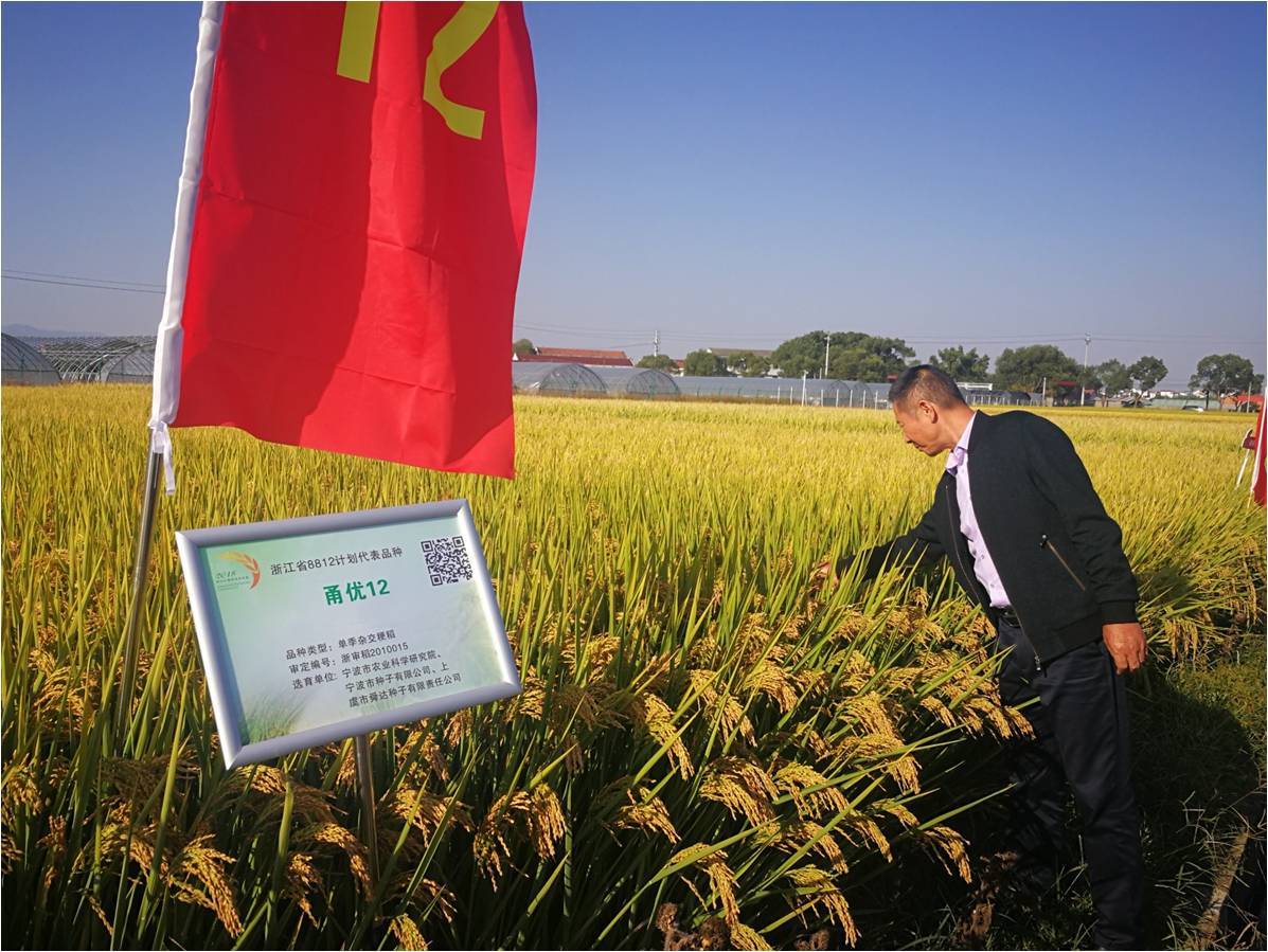 屡创纪录稳居全国前列宁波超级稻是怎样炼成的