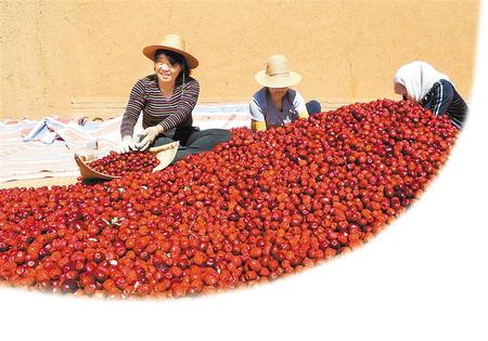 靖远县构建起大枣、苹果、硒砂瓜等优势特色产业体系