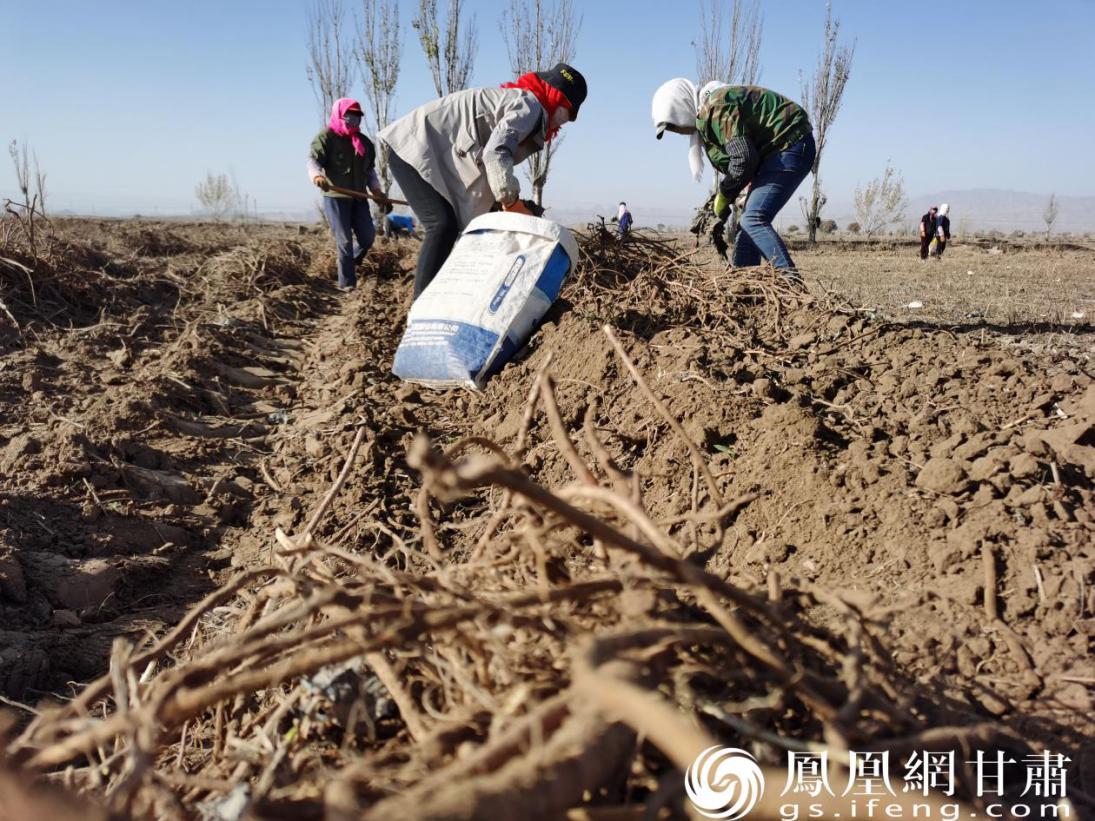 白墩子村村民在装刚从地里挖出来的甘草 闫琴雯 摄