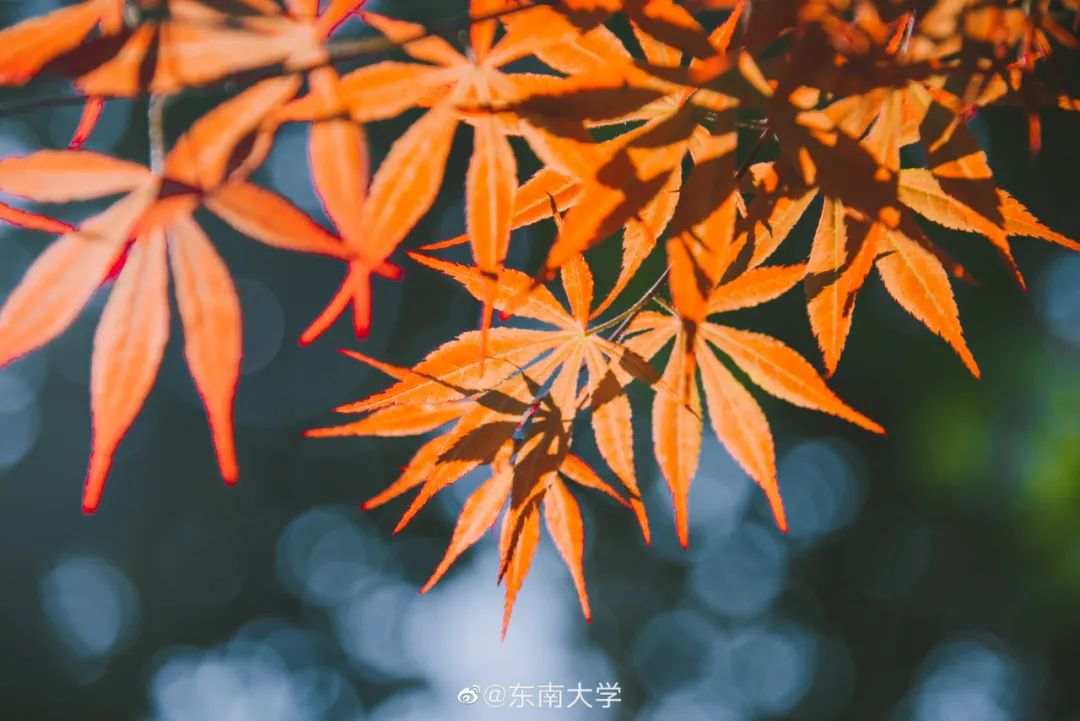 △东南大学