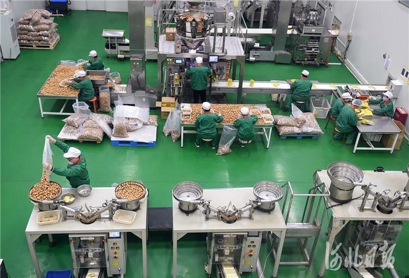 图为绿岭公司正在加工核桃。（资料图）河北日报记者 赵永辉 摄