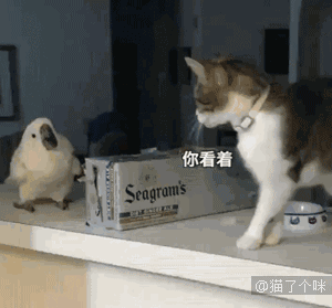 一只被猫震惊了的鹦鹉 这么厉害的吗 凤凰网
