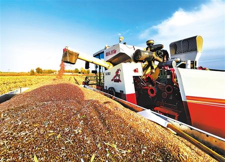 张掖万亩高粱喜获丰收