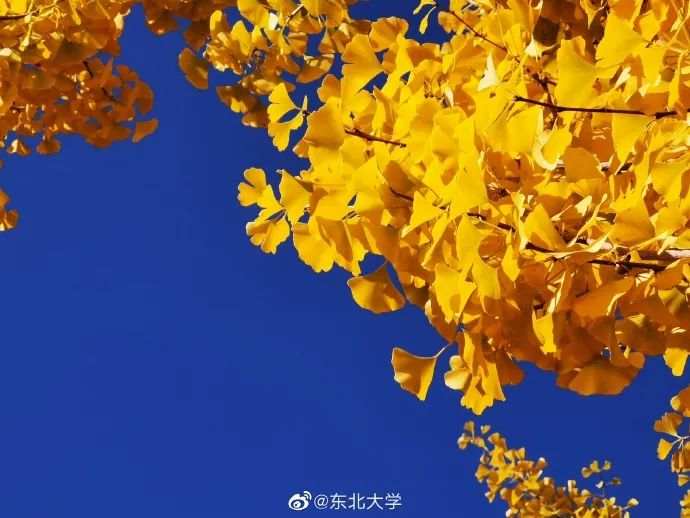 △东北大学
