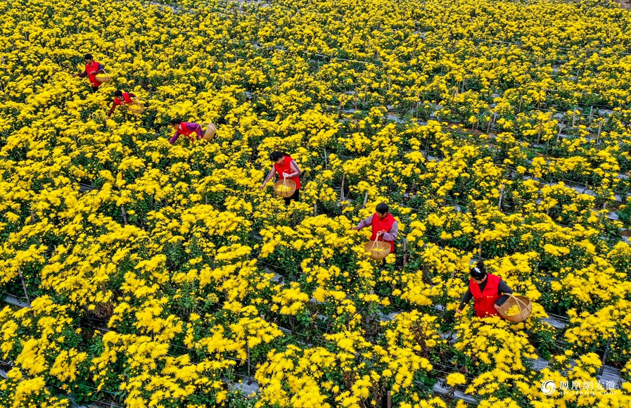 安徽铜陵金丝皇菊开出致富之花