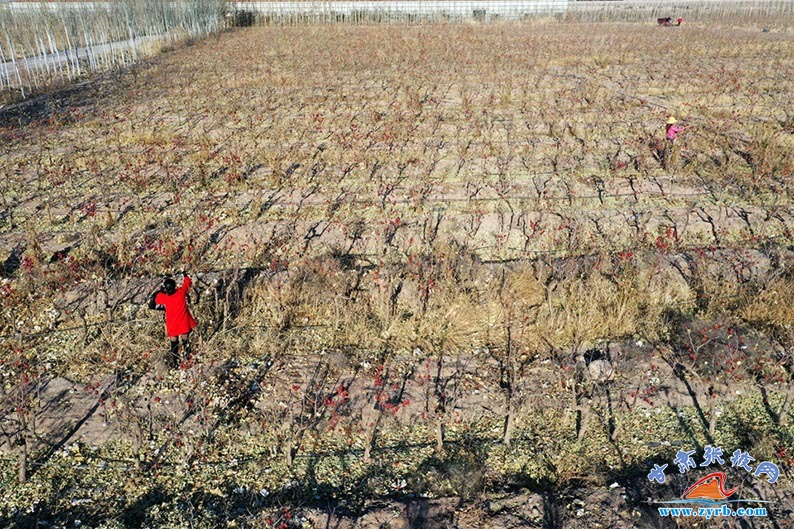 7000亩吊干枣喜丰收 戈壁枣乡"软黄金"热销"两河"