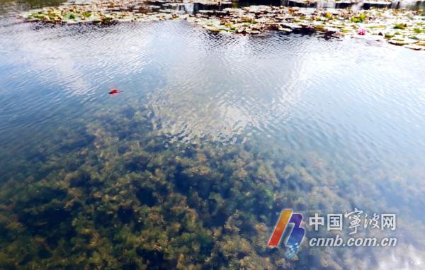 （甬派客户端记者徐能 通讯员林银海 汪敏）“听说鄞州这边有片‘水下森林’，趁周末晴好天气，带着家人来看看。”市民李小姐口中的“水下森林”位于鄞州区院士公园。偌大的院士公园内，院士公园河呈南北走向，流经求是路、首南东路、日丽东路，贯穿整个院士公园。    在这条水域面积6.5万平方米的河道上，沿河线带状种植了大片睡莲，整个水域的水底则种植了沉水植物。这些沉水植物生长茂盛、摇曳生姿，鱼儿穿梭遨游，呈现出“水下森林”美景，与公园景观相互交融，勾勒出一幅生态和谐景色图。置身其中，让人心旷神怡、流连忘返。