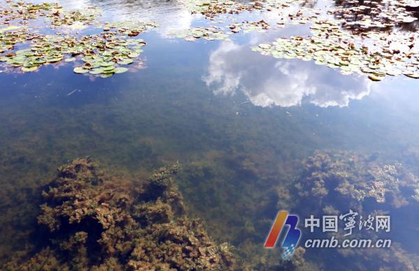 （甬派客户端记者徐能 通讯员林银海 汪敏）“听说鄞州这边有片‘水下森林’，趁周末晴好天气，带着家人来看看。”市民李小姐口中的“水下森林”位于鄞州区院士公园。偌大的院士公园内，院士公园河呈南北走向，流经求是路、首南东路、日丽东路，贯穿整个院士公园。    在这条水域面积6.5万平方米的河道上，沿河线带状种植了大片睡莲，整个水域的水底则种植了沉水植物。这些沉水植物生长茂盛、摇曳生姿，鱼儿穿梭遨游，呈现出“水下森林”美景，与公园景观相互交融，勾勒出一幅生态和谐景色图。置身其中，让人心旷神怡、流连忘返。