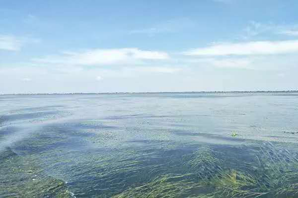 大通湖“水下森林”景观