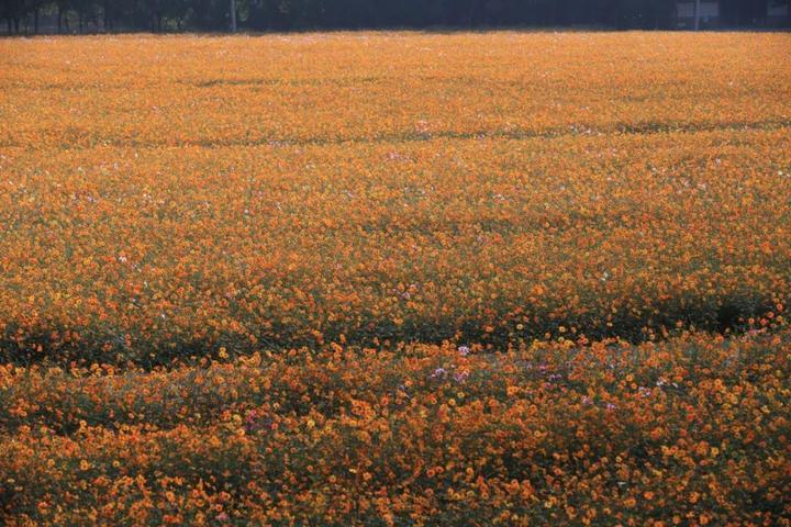 去宁波这片百亩金色花海，感受秋日小美好