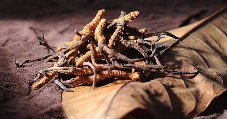 买灵芝冬虫夏草是交智商税吗