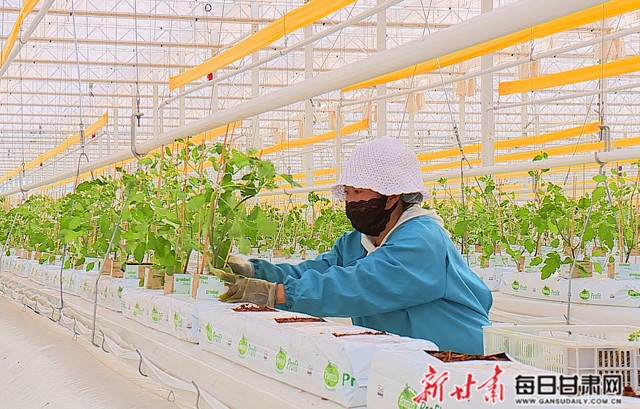 工人正在定植番茄苗