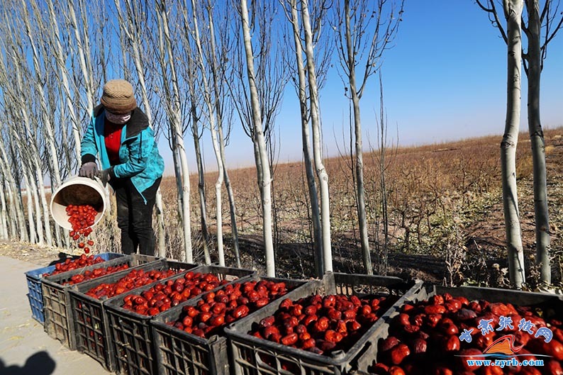 7000亩吊干枣喜丰收 戈壁枣乡"软黄金"热销"两河"