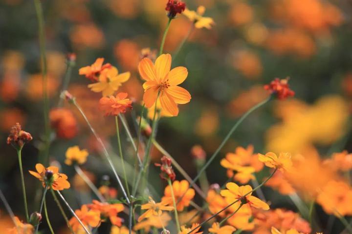 去宁波这片百亩金色花海，感受秋日小美好