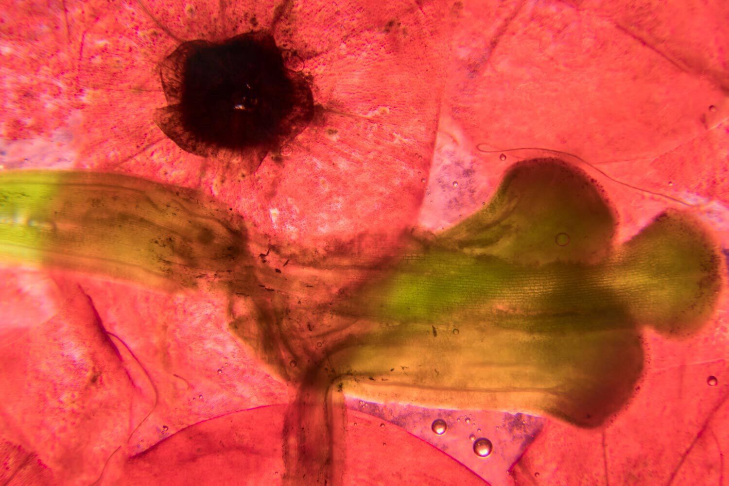 《显微镜下的花》 任达华供图