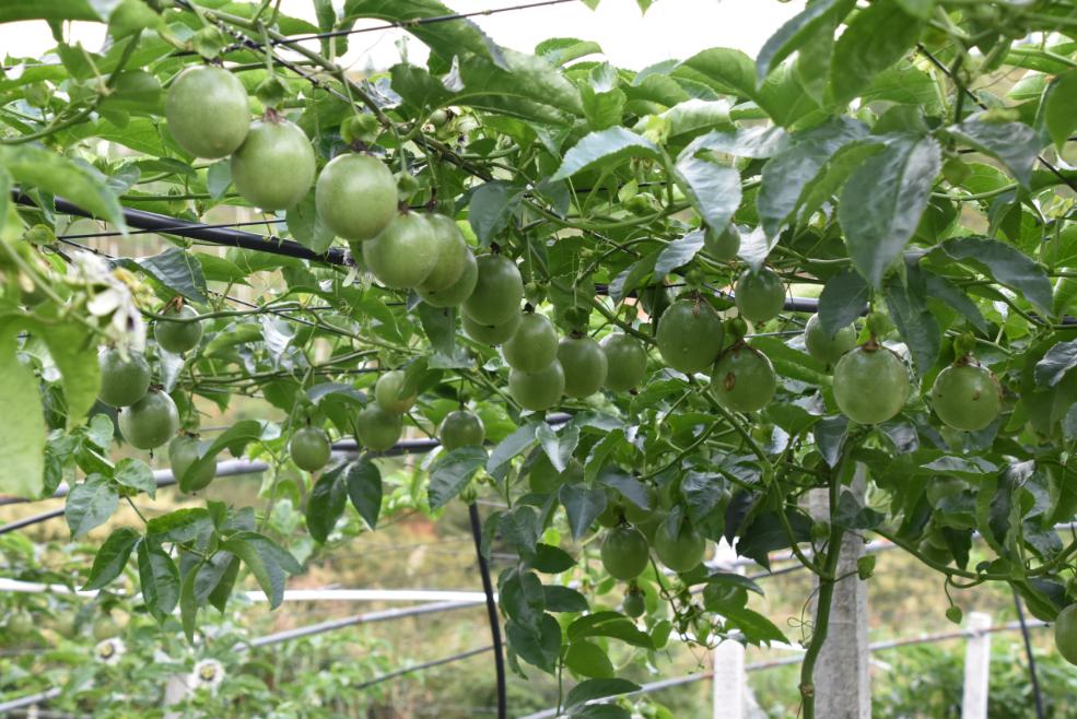 百香果一種多年到一年一種種植模式轉變