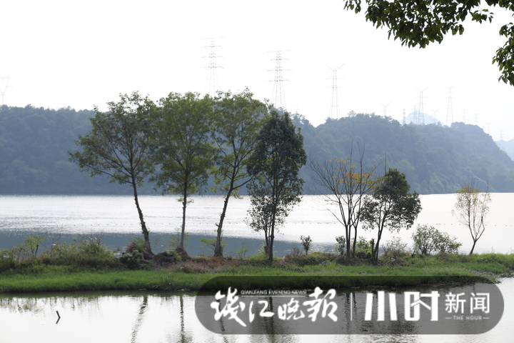 保留在河滩上的树