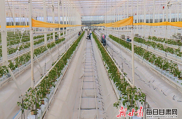 现代化的张掖海升现代智能温室