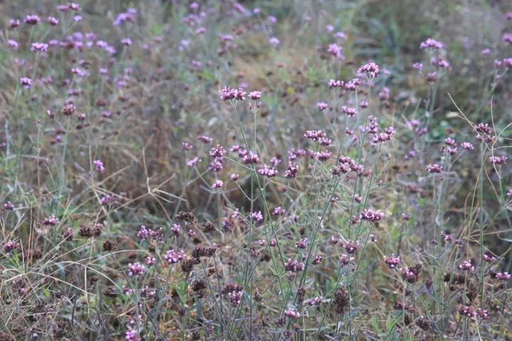 去宁波这片百亩金色花海，感受秋日小美好