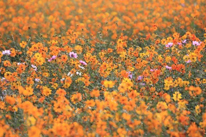 去宁波这片百亩金色花海，感受秋日小美好