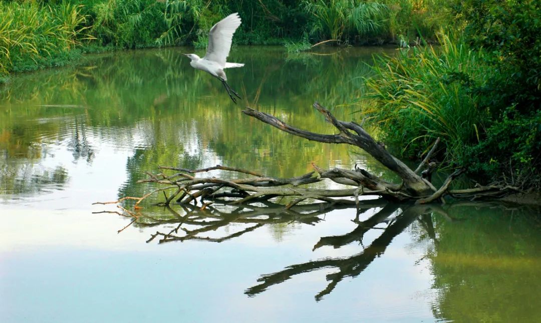 西溪湿地，白鹭振翅（杭州西溪湿地公园管理委员会提供）