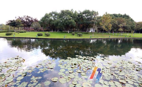 （甬派客户端记者徐能 通讯员林银海 汪敏）“听说鄞州这边有片‘水下森林’，趁周末晴好天气，带着家人来看看。”市民李小姐口中的“水下森林”位于鄞州区院士公园。偌大的院士公园内，院士公园河呈南北走向，流经求是路、首南东路、日丽东路，贯穿整个院士公园。    在这条水域面积6.5万平方米的河道上，沿河线带状种植了大片睡莲，整个水域的水底则种植了沉水植物。这些沉水植物生长茂盛、摇曳生姿，鱼儿穿梭遨游，呈现出“水下森林”美景，与公园景观相互交融，勾勒出一幅生态和谐景色图。置身其中，让人心旷神怡、流连忘返。