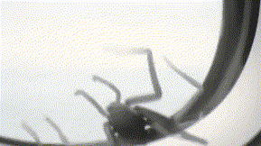 骇人！客机飞行中 窗边爬来巨大不明生物