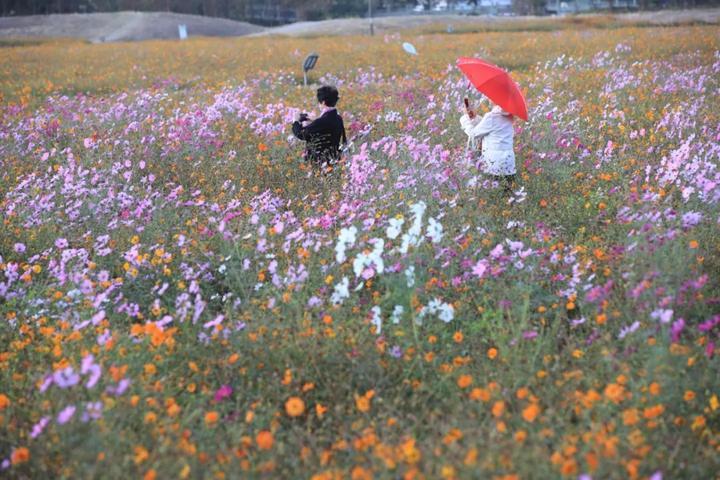 去宁波这片百亩金色花海，感受秋日小美好