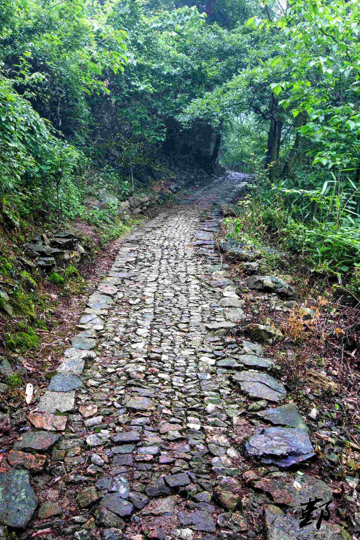 瞻岐大岭古道 (3).jpg