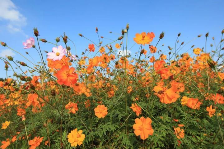 去宁波这片百亩金色花海，感受秋日小美好