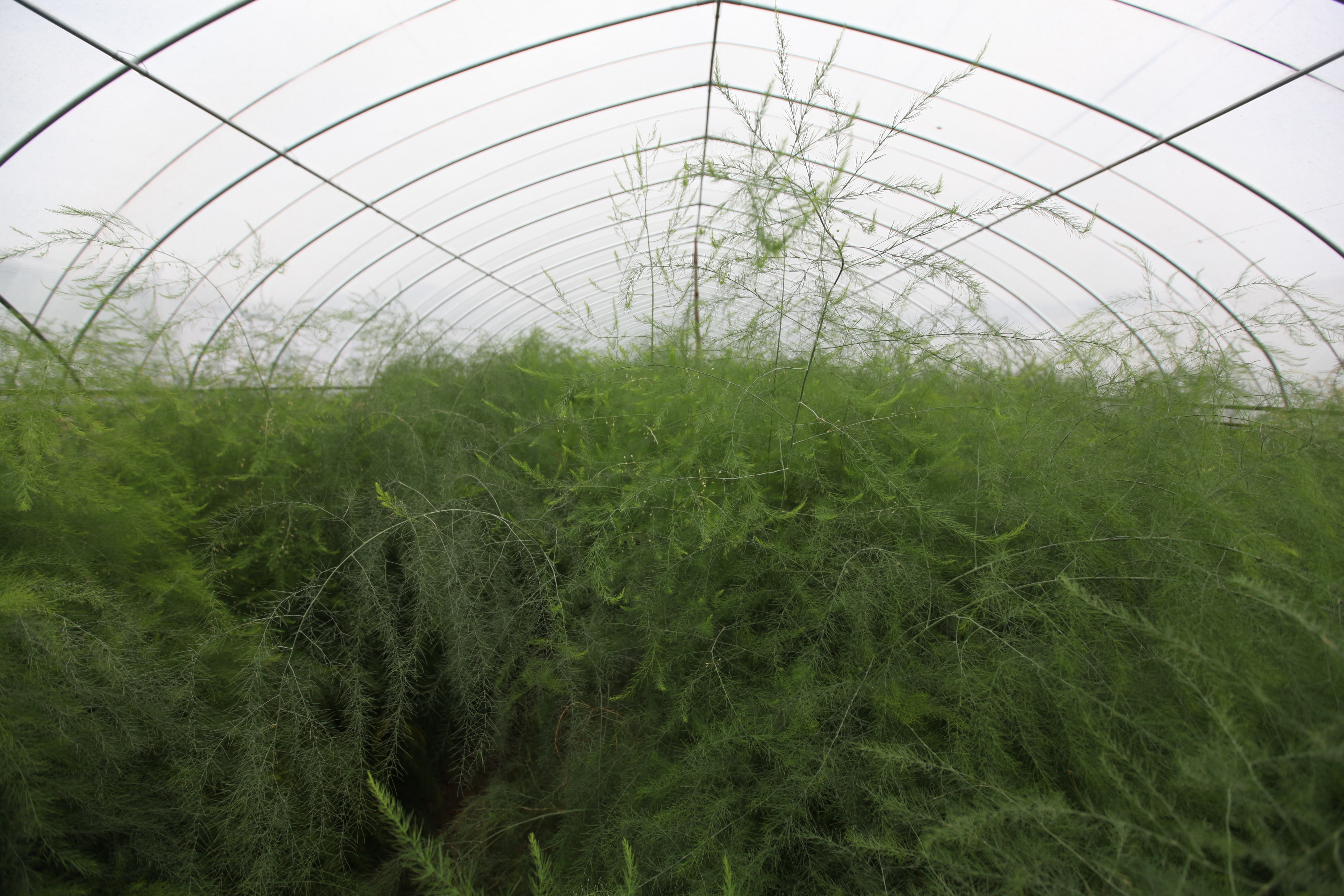 蘆筍種植示範基地