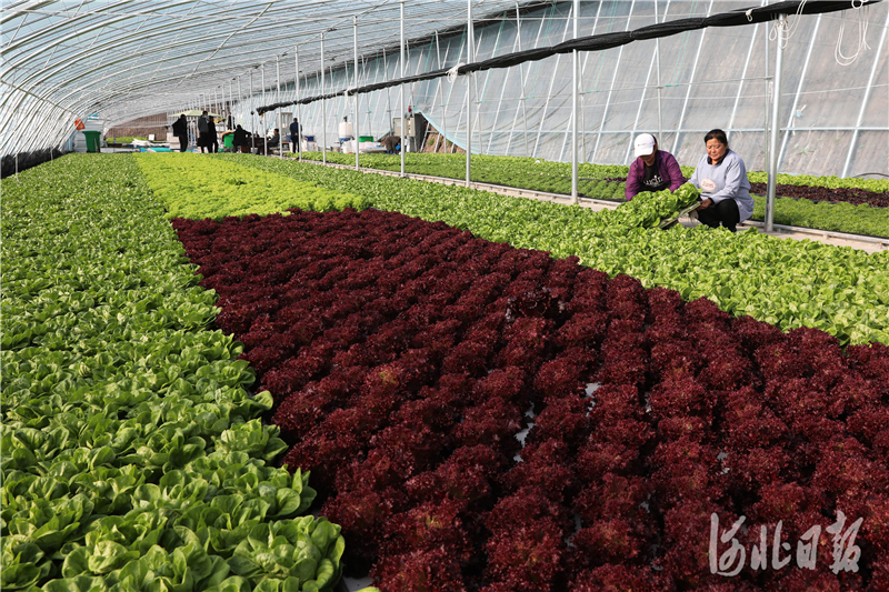 2020年11月20日,河北省张北县德胜村农民在温室水培蔬菜大棚管理生菜.
