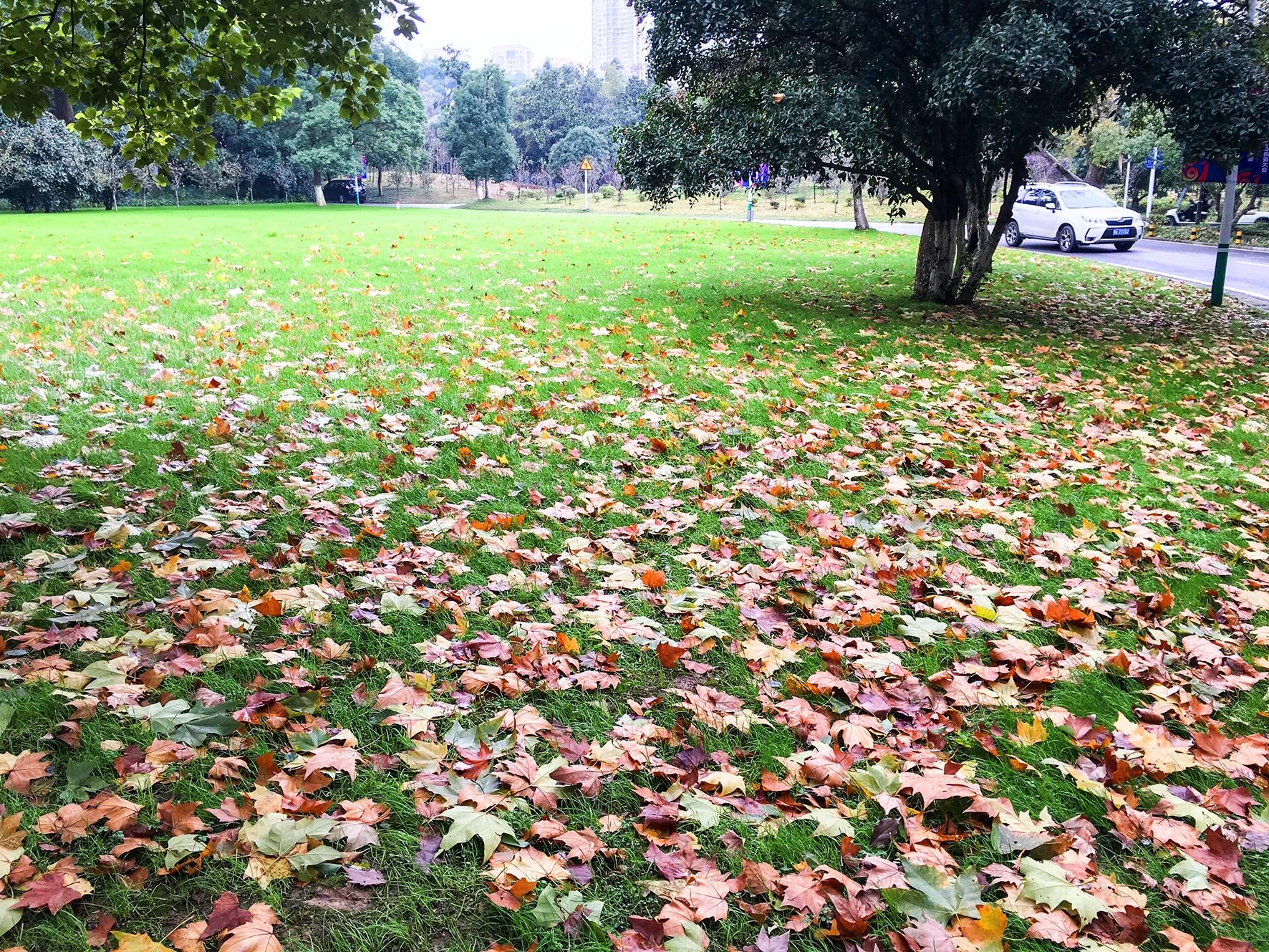 满眼落叶，一地彩锦