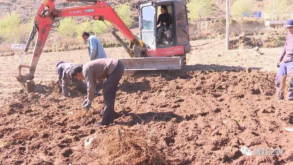 岷县：特色产业“种”出美好生活