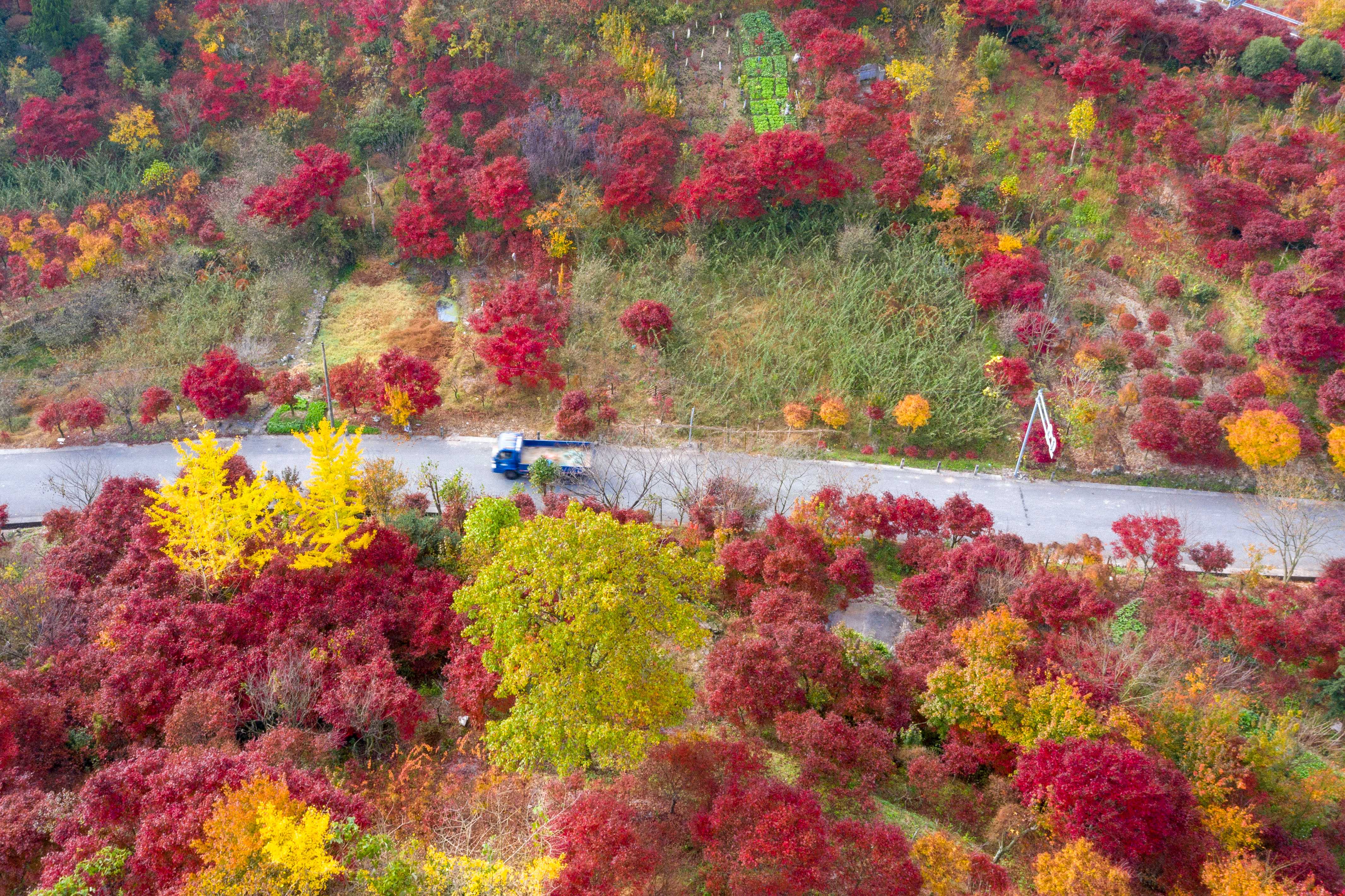 图为四明山红枫。