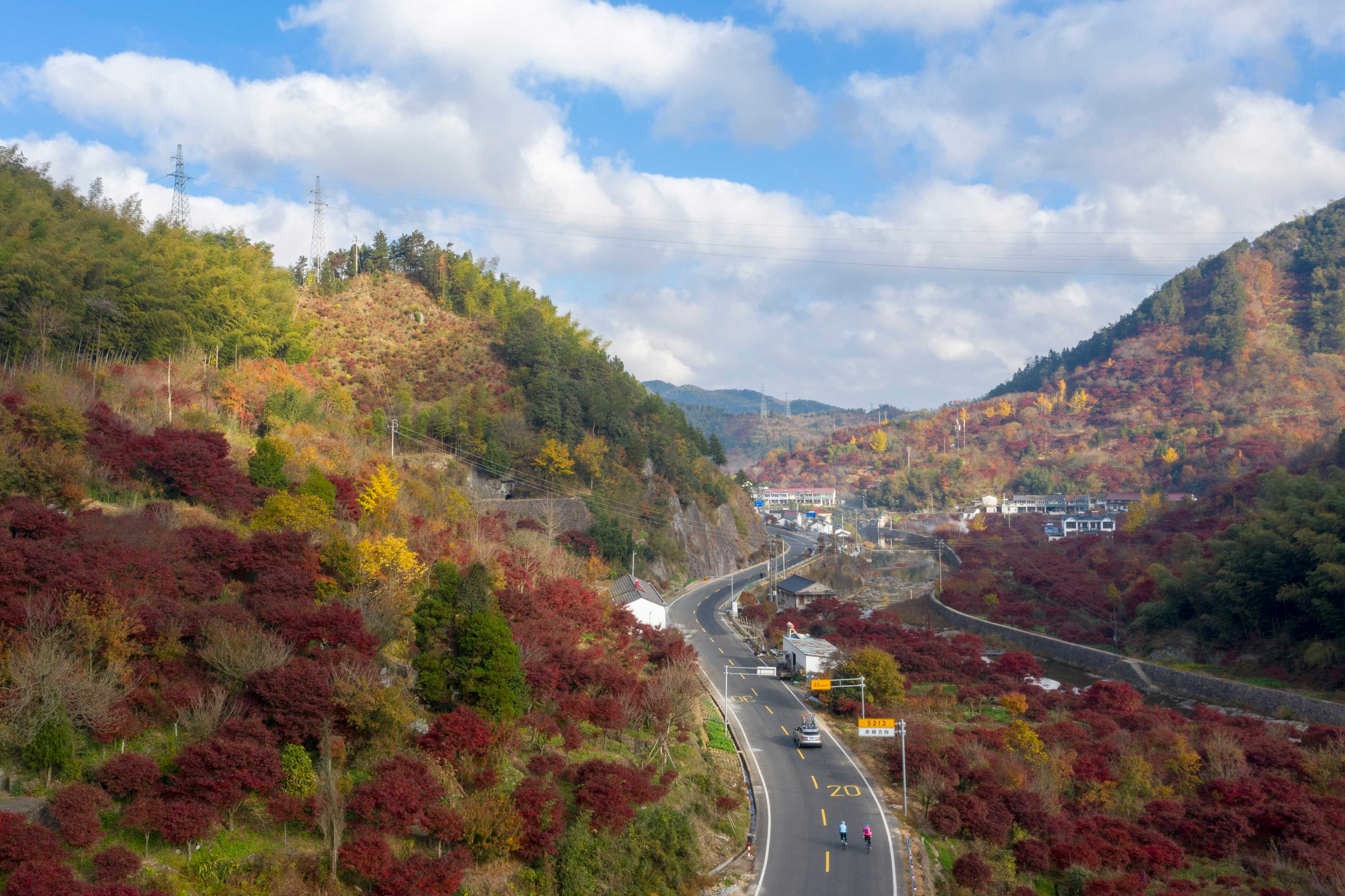 图为四明山红枫。