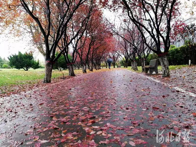 石家庄市植物园自即日起至下周末将开启“落叶不扫”模式。通讯员李晶泽、范冰欣摄