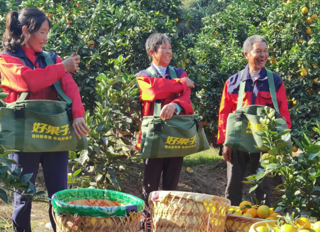 脐橙采摘神器登场好果子帮了采果队大忙