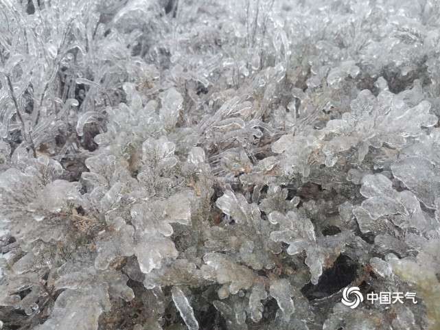 黑龙江吉林现少见冻雨天气草木披冰甲如钻石