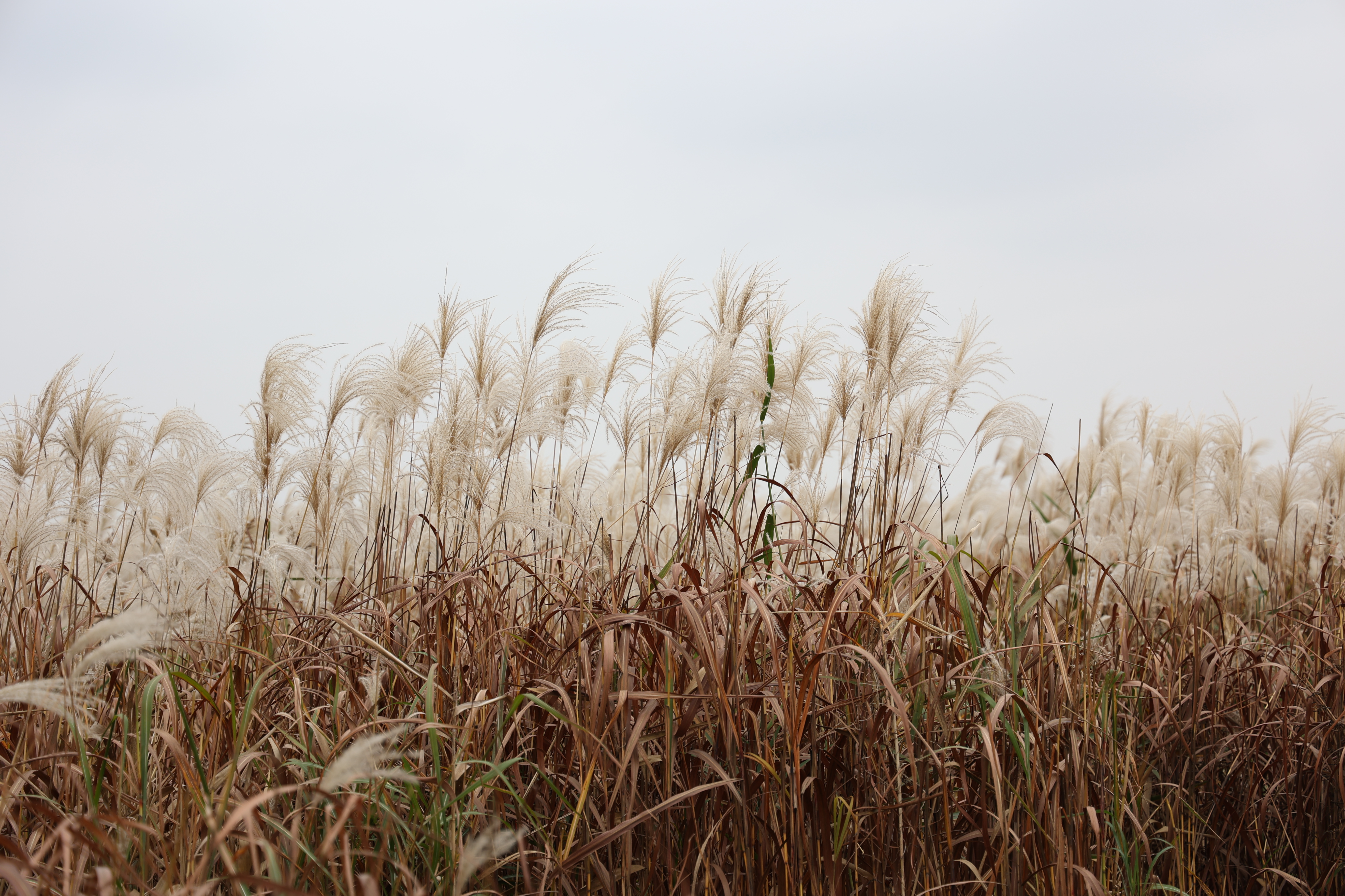 芦花飞雪万鸟归！凤凰网宁波“迁徙的鸟”湿地研学活动圆满落幕