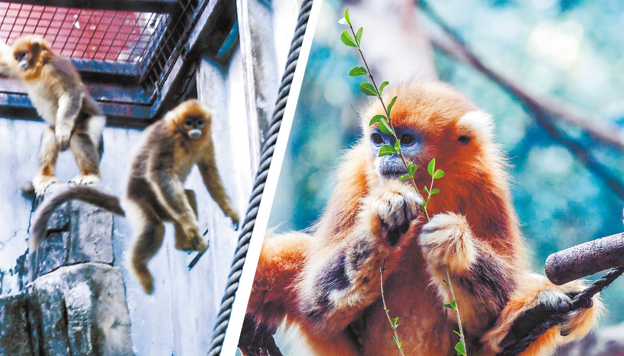 从安徽移居来汉的小金丝猴亮相 独居三年的奶奶级金丝猴“细细”