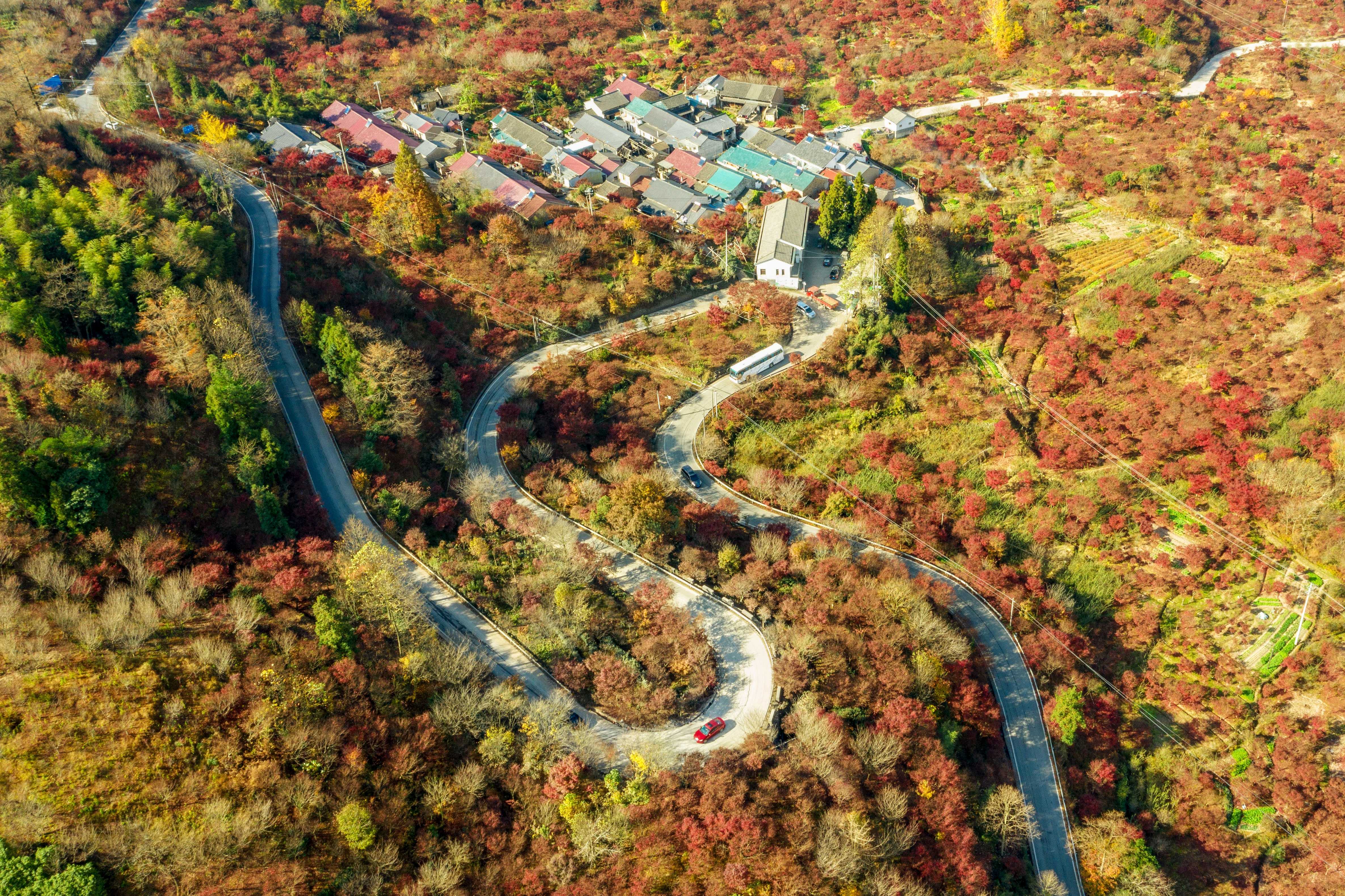 图为四明山红枫。