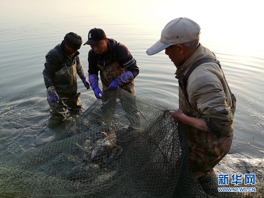 張掖臨澤漁民初冬捕魚忙你看這魚多大