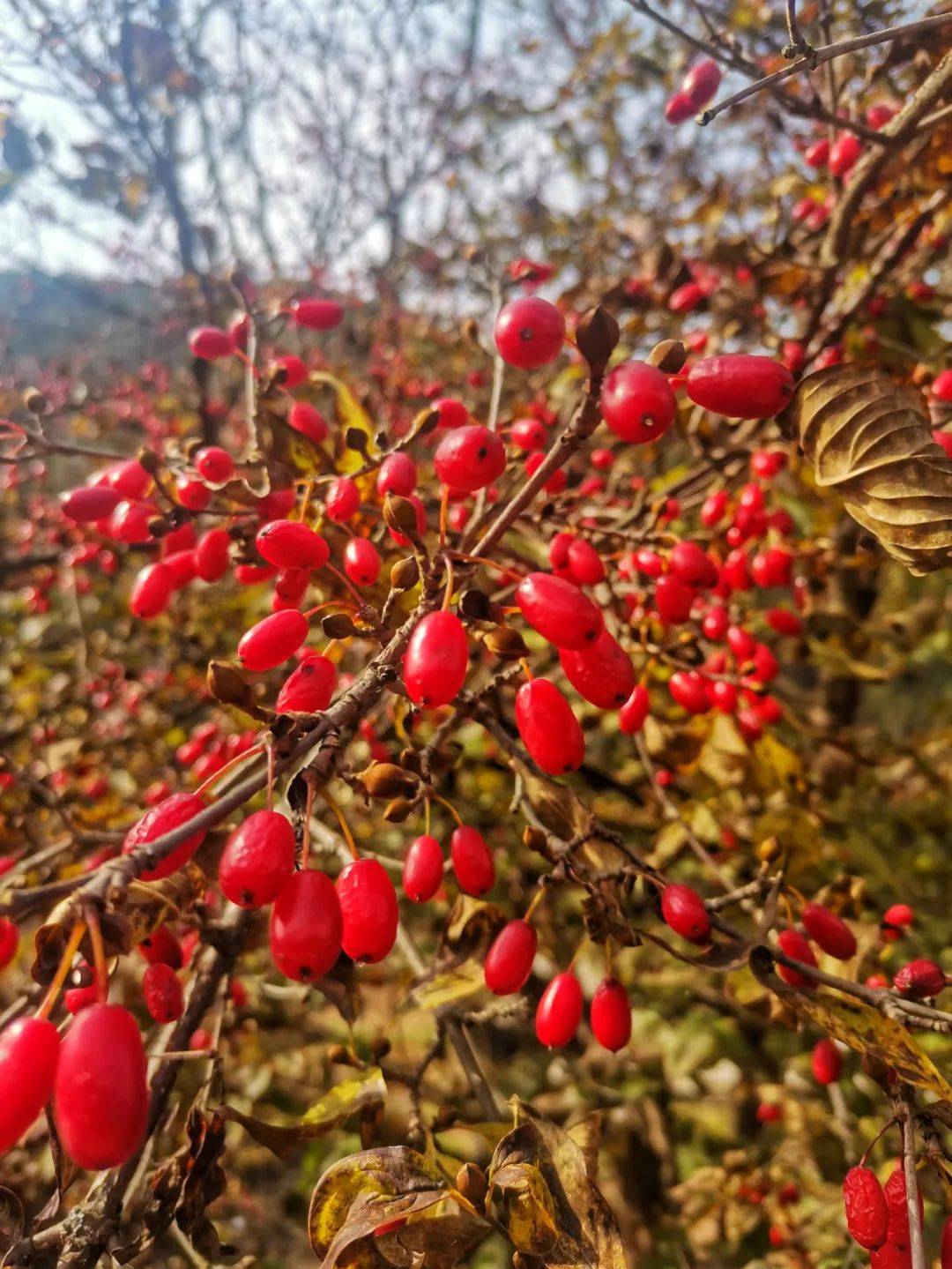 栾川山茱萸红遍山野