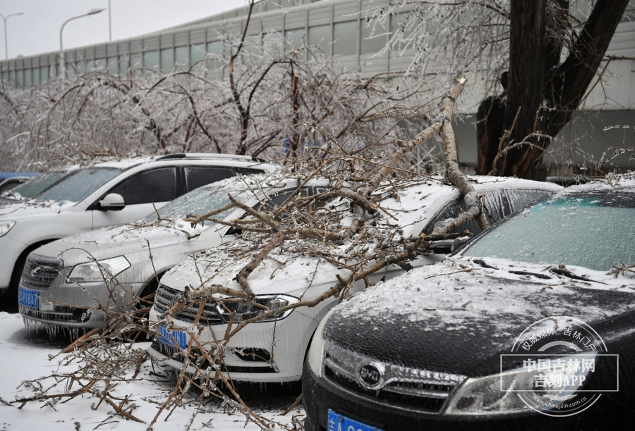 受冰冻影响，树枝断裂，压在树下没有开走的车上。