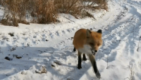 小狐狸拦路讨食 事发大兴安岭 凤凰网